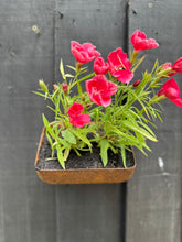 Load image into Gallery viewer, Vintage Rusty Metal Wall Mounted Planter / Herb Planter Plant Pot Fence Display

