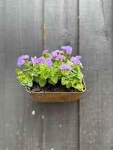 Load image into Gallery viewer, Vintage Rusty Metal Wall Mounted Planter / Herb Planter Plant Pot Fence Display
