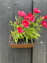 Load image into Gallery viewer, Vintage Rusty Metal Wall Mounted Planter / Herb Planter / Plant Pot / Key Holder
