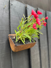 Load image into Gallery viewer, Vintage Rusty Metal Wall Mounted Planter / Herb Planter / Plant Pot / Key Holder
