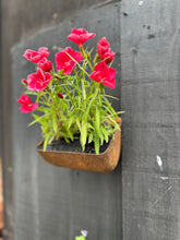 Load image into Gallery viewer, Vintage Rusty Metal Wall Mounted Planter / Herb Planter / Plant Pot / Key Holder
