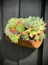 Load image into Gallery viewer, Vintage Rusty Metal Wall Mounted Planter / Herb Planter Plant Pot Fence Display
